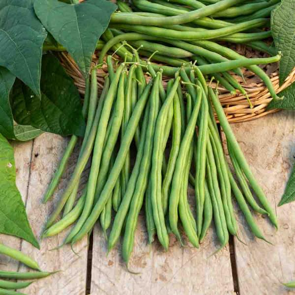 Légumes Secs - Haricot Nain Vert Signal - 5 m - BIO - face recto